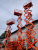 GROST Tower Drive 500-11  (13 метров) с выдвижной платформой